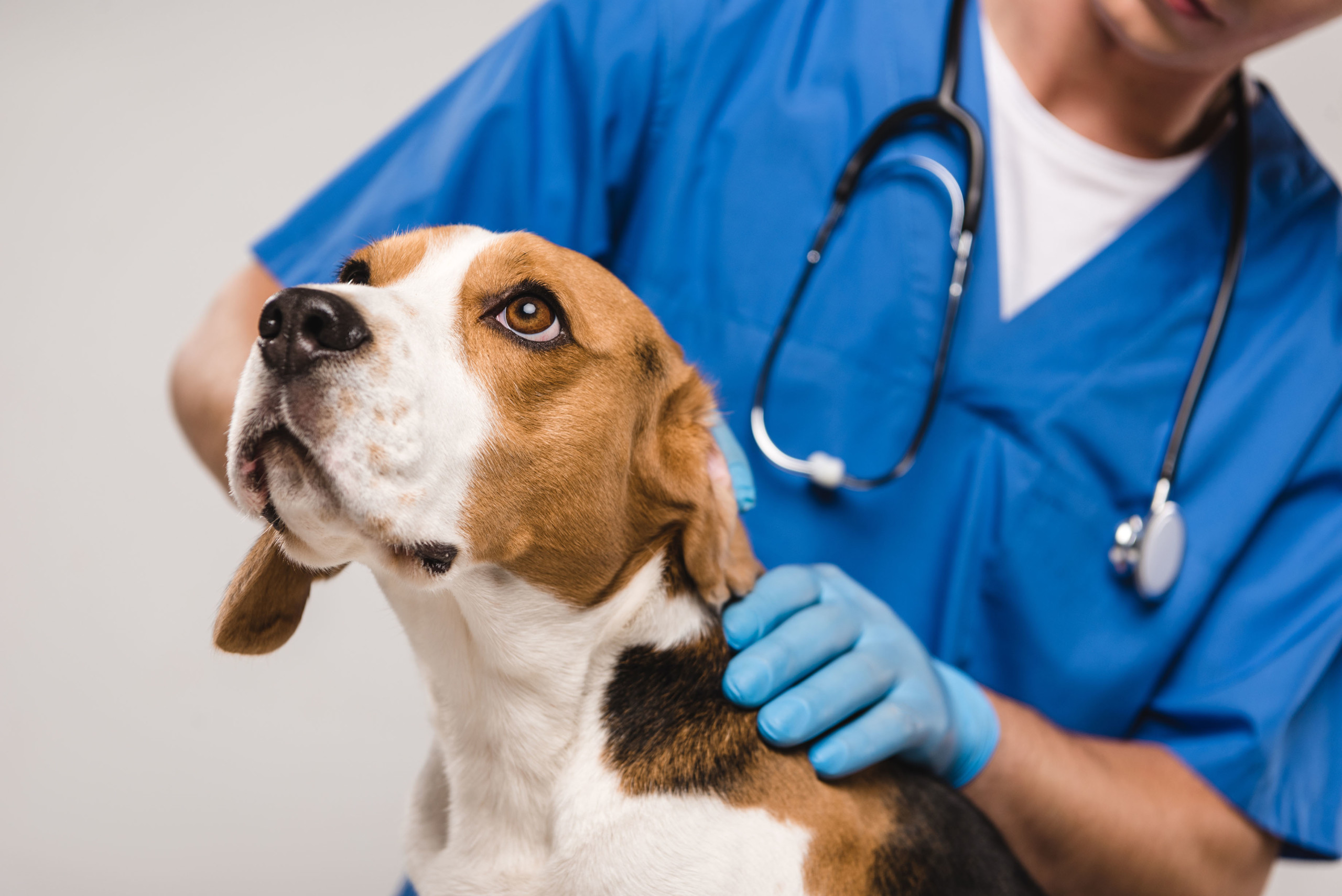 vet treating a dog