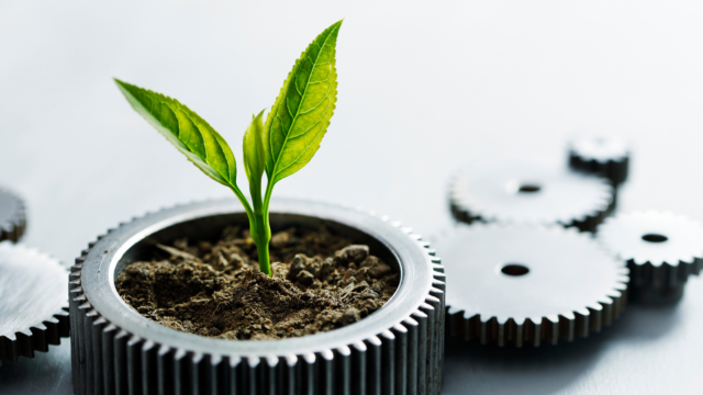 Growing plant sprout and improving process