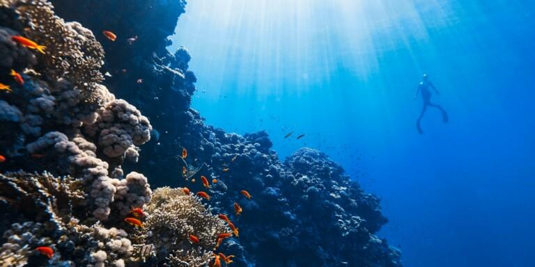 Diver under water
