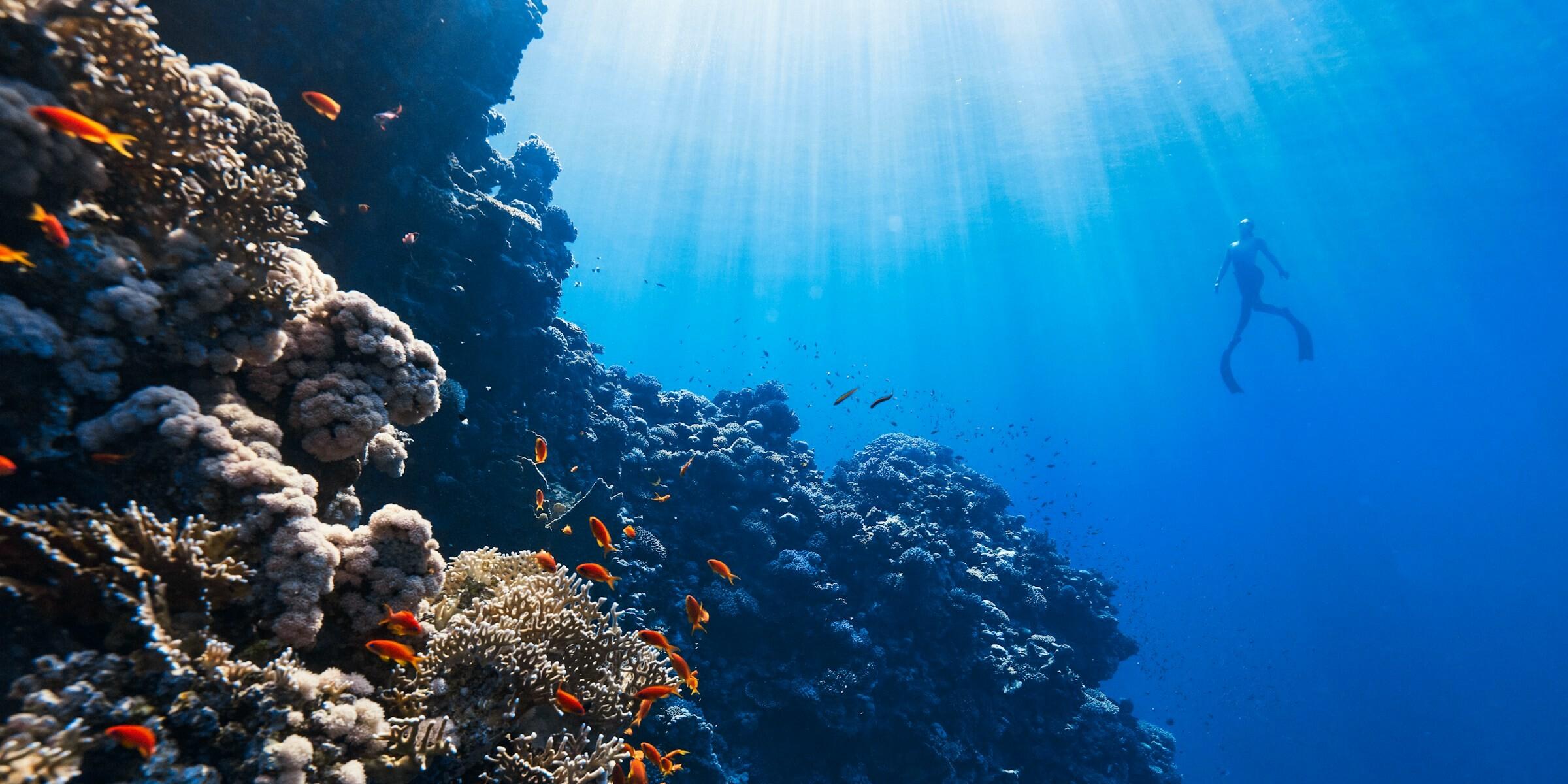 Diver under water